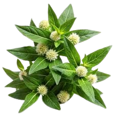Bhringraj (Eclipta alba)