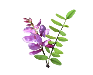 Neeli (Indigofera tinctoria)